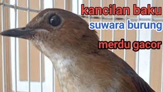 Burung Kancilan Bakau 💯% Suwara Merdu