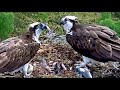 The good, the bad, and the OMG! Loch Arkaig Osprey family nest season highlights 2020