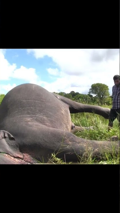 Elephant Explosion.