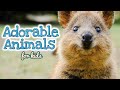 Adorable Animals Quiz
