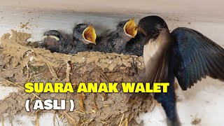 Suara Anak Walet Asli