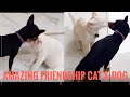 Unlikely animal friends amazing cat  dog friendship cat  dog unlikely animal friendship