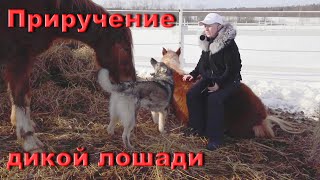 Дикие кони. Вопросы о приручении и содержании.