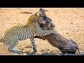 12 times of uncompromising battle between wild boar vs leopard