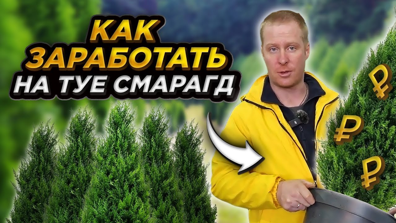 ТУИ на 400 млн рублей! Питомник туй КАК БИЗНЕС с нуля
