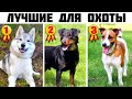 7 Лучших универсальных охотничьих пород собак (Часть 2)