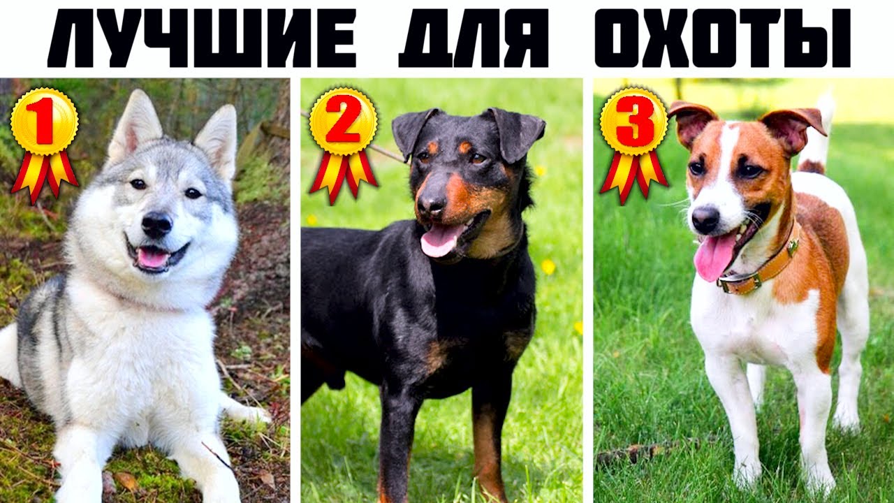лучшая порода собак для охоты на уток
