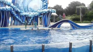 Delfines En Orlando