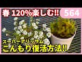 間延びしたスーパーアリッサムの仕立て直し ｂｙ園芸チャンネル 564 園芸 ガーデニング 初心者