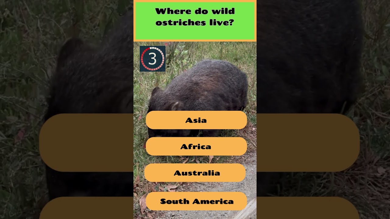 Into the Wild: Exploring Ostrich Habitats