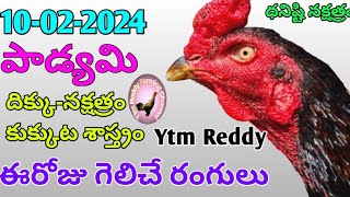 10 February 2024 Today Winning Colours//Ytm Reddy Farming Channel//Kukkuta Sastram