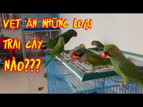 Video: Các triệu chứng của đột quỵ ở lợn Guinea