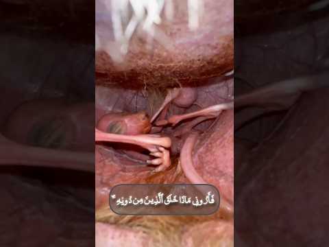 القارئ إسلام صبحي هذا خلق الله قران كريم Quran سورة لقمان 