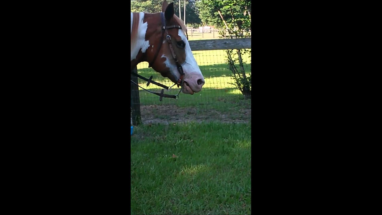 HORSE CLAPPING IT'S LIPS YouTube