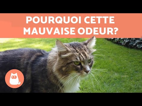 Vidéo: Pourquoi mon chat sent-il mauvais?