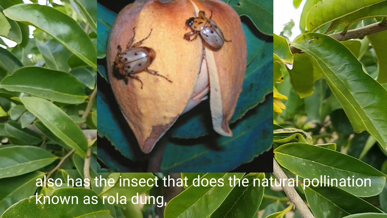 Passo a passo como polinizar flor da graviola.Step by step how to pollinate soursop flower