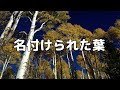 【合唱曲】名づけられた葉 加賀清孝作曲 / 歌詞付き【111/200】