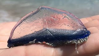 Факты: Моряк на ветру (Velella velella)