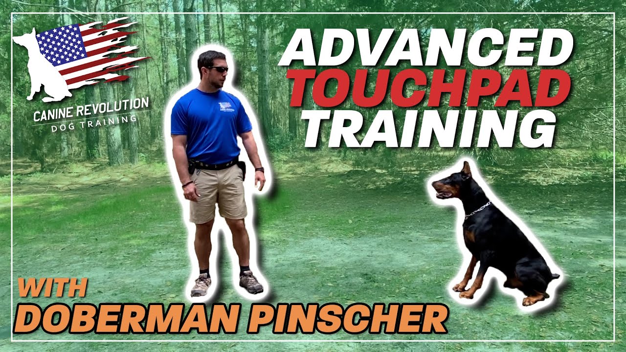 Advanced Touchpad Work Doberman Pinscher Dog Training YouTube