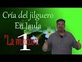 La cría del jilguero en cautividad "Presentación del canal"