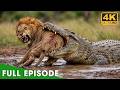 The most dangerous predators of the vast wetlands | World's Deadliest | Wildlife documentary