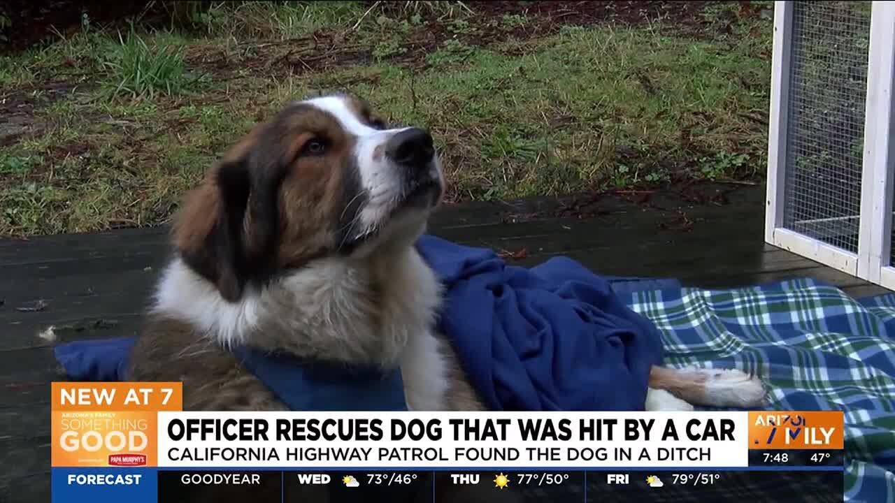 Officer rescues dog that was hit by car - YouTube