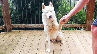 Asking For My Dogs Paws too Many Times