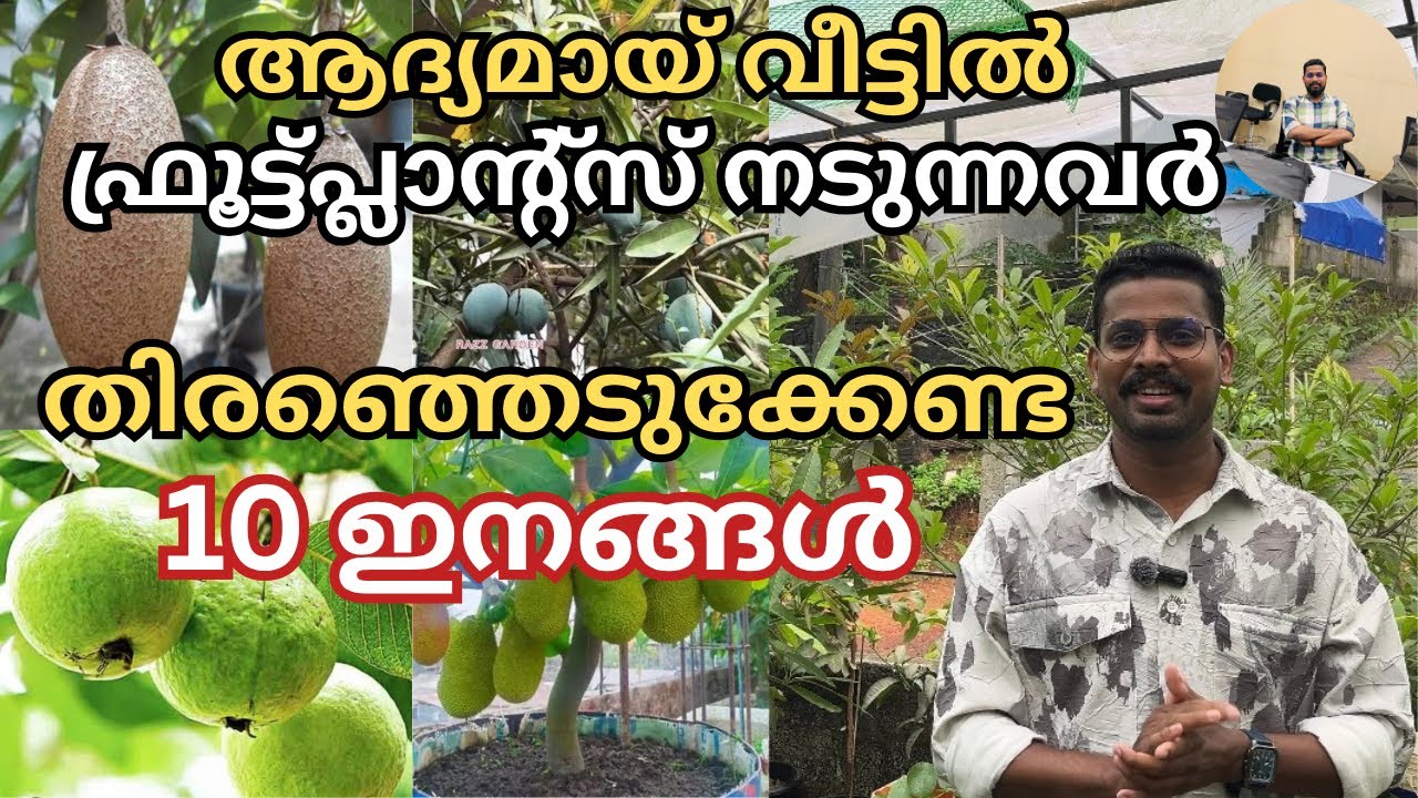 വീട്ടിൽ ആദ്യം നട്ടുവളർത്തേണ്ട 10 പഴച്ചെടികൾ | 10 Fruit Varieties To Be Planted For New Gardeners