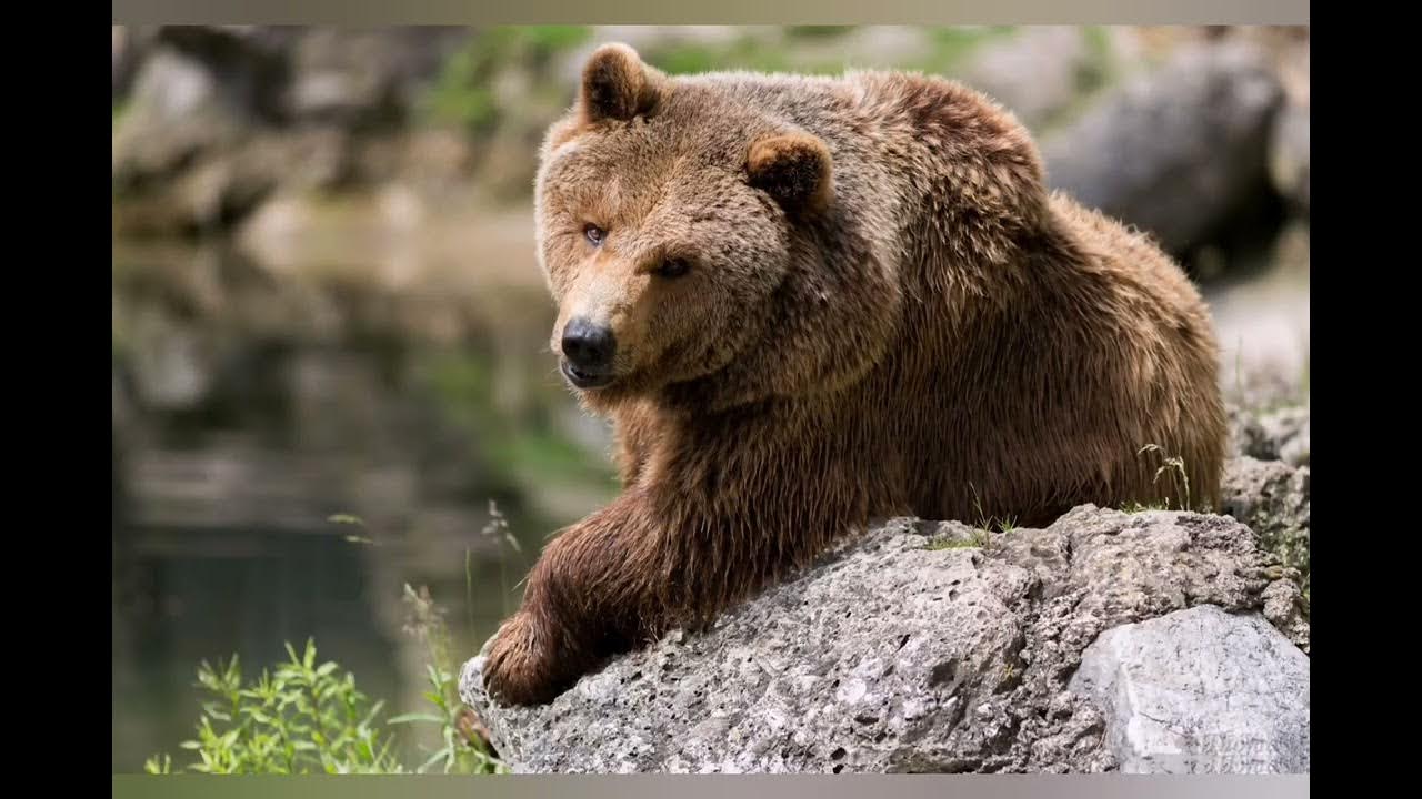 Bear Sounds - YouTube