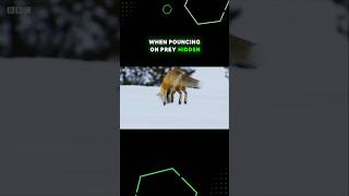 Foxes Magnetic Superpower