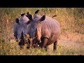 Rhino tracking in Ziwa Rhino Sanctuary in Uganda