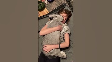 Flemish Giant Rabbit Is the Largest Rabbit Species