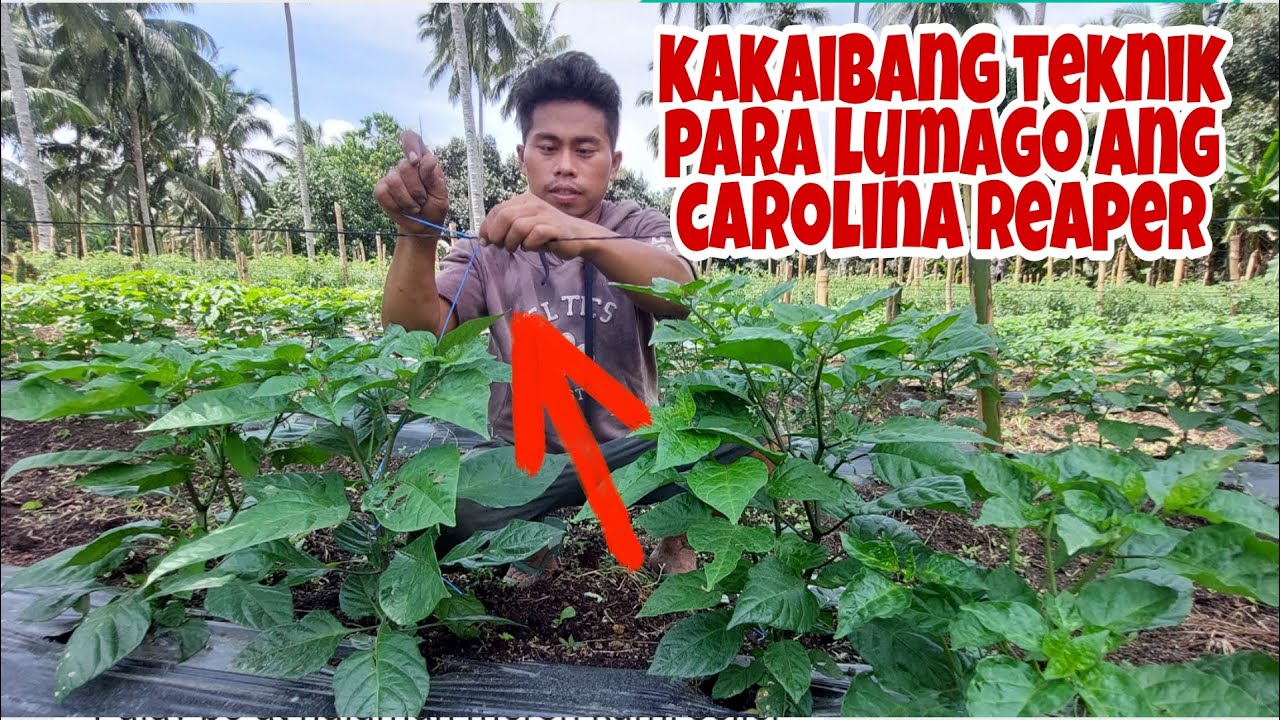 Paano Magpalago at Maglagay ng Trellis Twine sa Carolina Reaper?