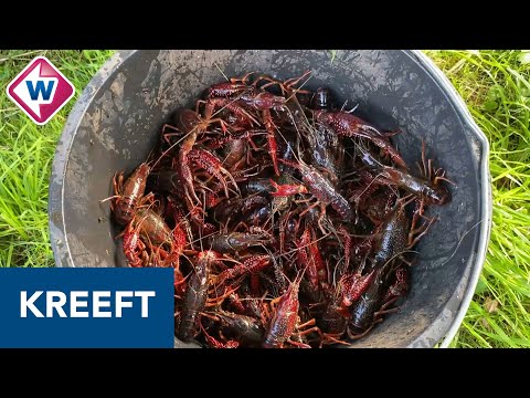 Video: Een Beginnershandleiding Voor Het Verzamelen Van Uw Eigen Schaaldieren