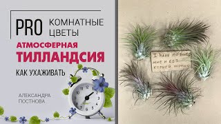 Необычное комнатное растение. Чудо природы - Тилландсия атмосферная.