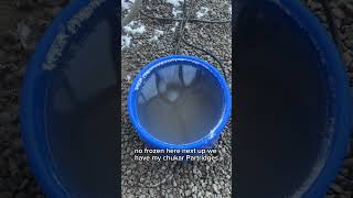 The ducks really don’t mind the cold temperatures- but they do hate the wind 🥶 🦆 #DunkinDucks Profile