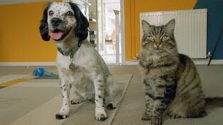 Introducing cats and dogs | Expert advice by Cats Protection 5,302 views 3 months ago 8 minutes, 2 seconds