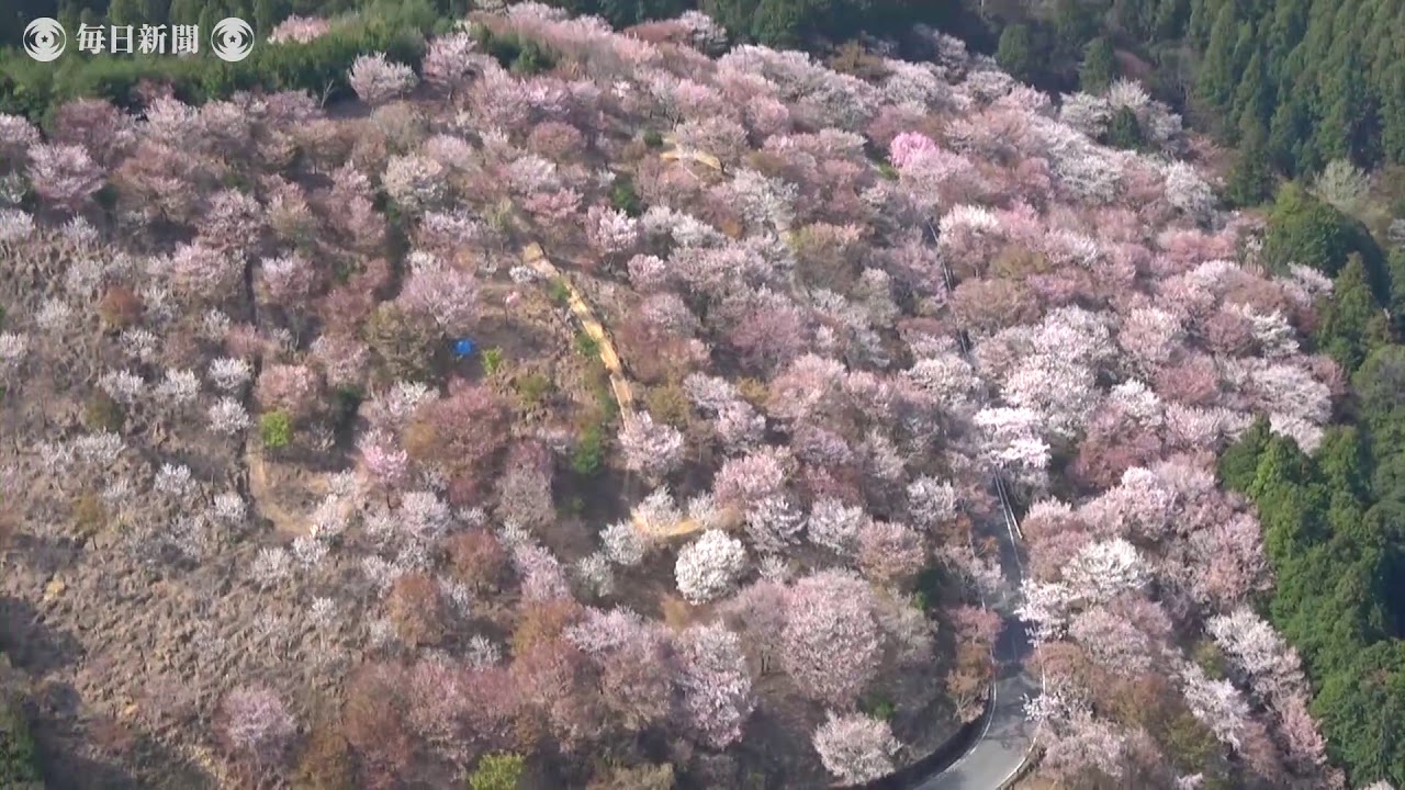 空撮 吉野山の桜 上千本でも満開に 奈良 吉野町 Youtube