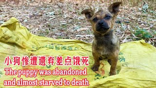 The puppy was put in a bag and abandoned in a ditch and almost suffocated to death.
