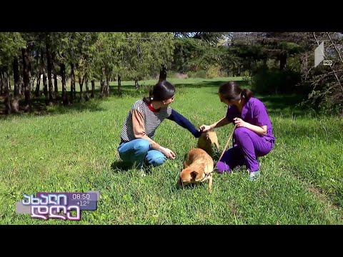 ვიდეო: როგორ დავიცვათ შინაური ცხოველები ტკიპებისგან