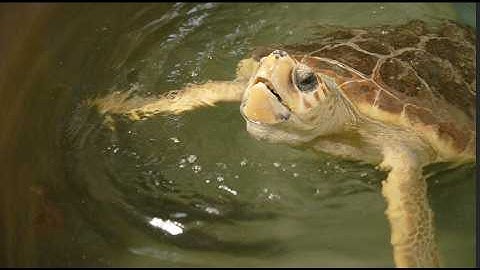 From Rescued to Reunited: Watch This Loggerhead Sea Turtle