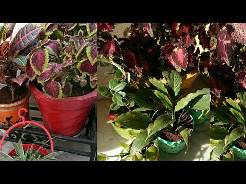 वीडियो: छाया में बागवानी - छाया के लिए सीमा पौधों का चयन