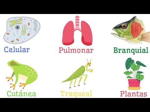 Vídeo: Diferencia Entre Branquias Y Pulmones