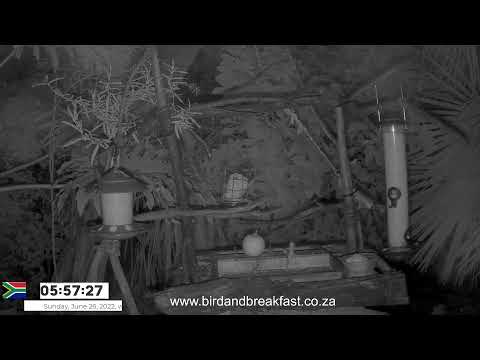 LIVE Bird Cam - South Africa - Hoopoes, Crested Barbets, Louries, Red Bishops and many more