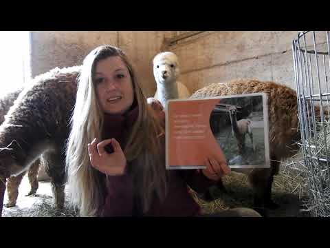 Video: Chi Sono Gli Alpaca?