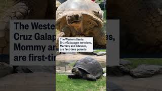 Philadelphia Zoo welcomes 4 critically endangered tortoises born to 100-year-old parents