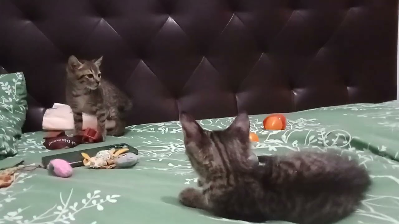 Kucing takut boneka Monboo