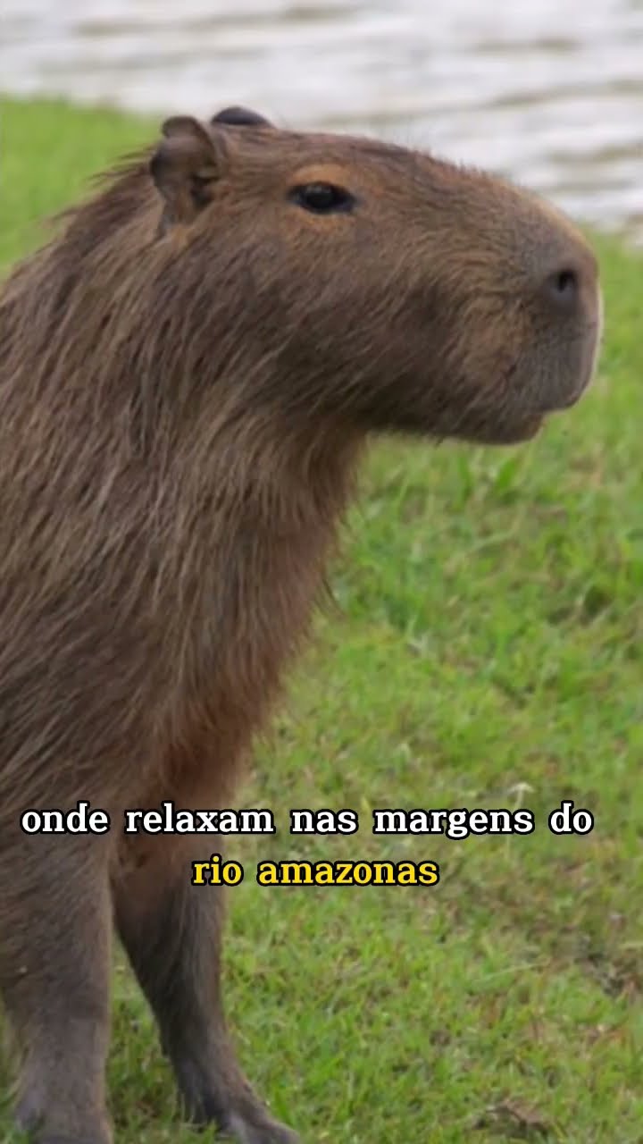 Oi, meu nome é Clara Capivara 