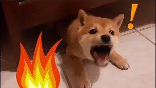 SHIBA INU PUPPY GETTING CRAZY!!!