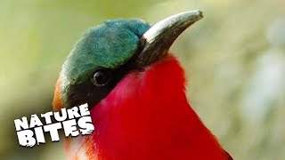 Adorable African Birds Fearlessly Interacting with Humans | Nature Bites